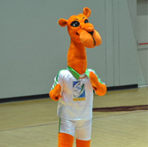 A camel in Tripoli! (Photo courtesy: Mohammed Zayed)